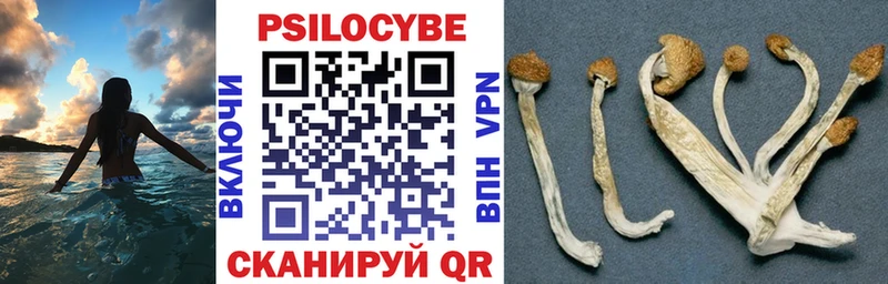 магазин продажи наркотиков Ипатово Галлюциногенные грибы Psilocybe